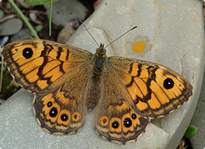 Wall-Brown_butterfly.jpg