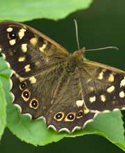 speckled_wood_butterfly.jpg