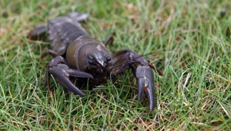 crawdad.jpg