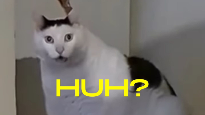 huh_cat.jpg