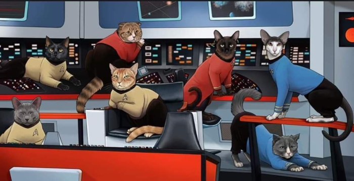 startrekcats.jpg