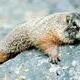 Marmot_in_Grand_Teton_NP-NPS_0.jpg