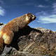 marmot-1_0.jpg