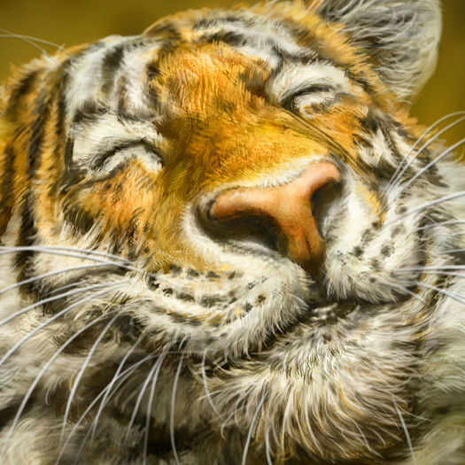 Tigger Grin.jpg