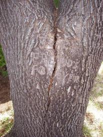  Carved Tree Trunk]