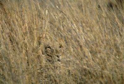  Lion in the Grass]