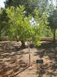 Israel-Corrie-TenBoom-tree.jpg