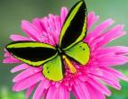 butterfly-021.jpg