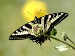 butterfly18a.jpg