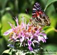 butterfly26a.jpg