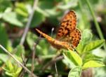 pearl_bordered_fritillary-wales.jpg