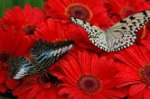 two-butterflies01.jpg