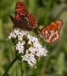 two-butterflies02.jpg