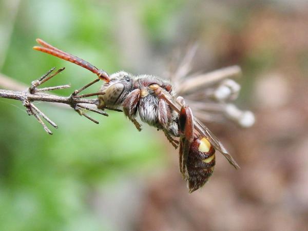 Cuckoo_bee.jpg