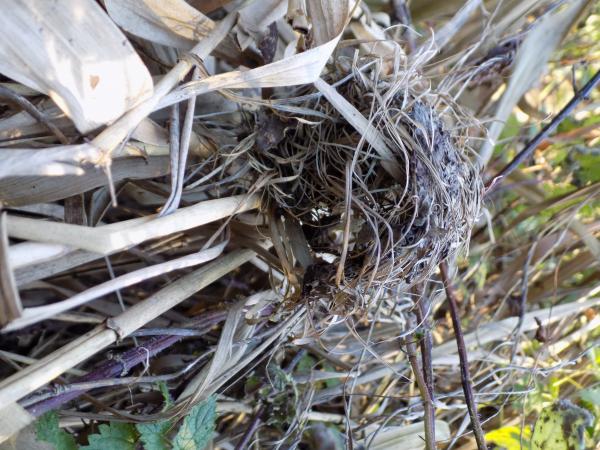 Harvest Mouse nest 5.JPG