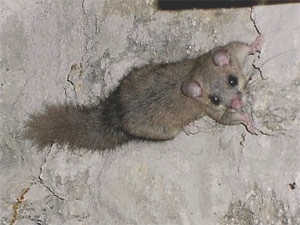 Siebenschlaefer_glis_glis.jpg