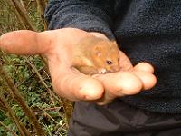 dormouse1.jpg