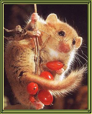 dormouse_on_berries.jpg