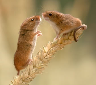 watch_harvest_mice.jpg