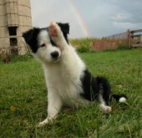 border_collie_pup.jpg