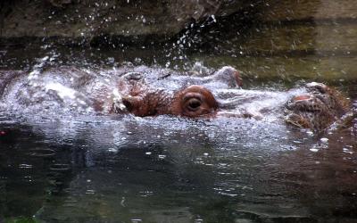 HippoBottomless @ Philadelphia Zoo