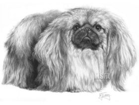 Pekingese