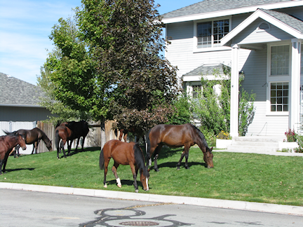 horses-in-front-of-house.png