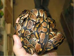 Ball Python..jpg