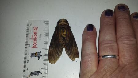 Death'shead hawk moth..jpg