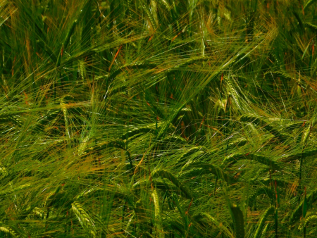 DSCN6090.jpg