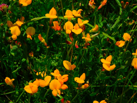DSCN6115.jpg