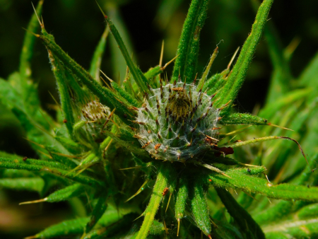 DSCN6121.jpg