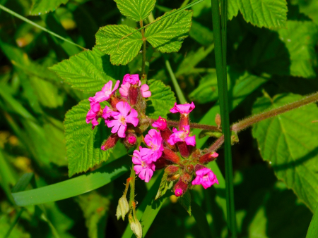 DSCN6127.jpg