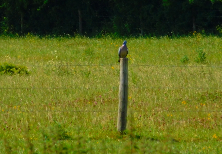 DSCN6165crop.jpg