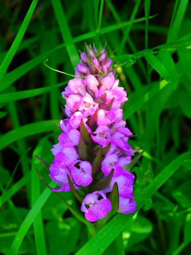 DSCN6179.jpg