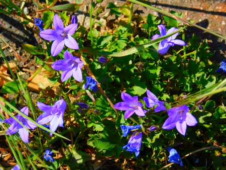DSCN6184.jpg