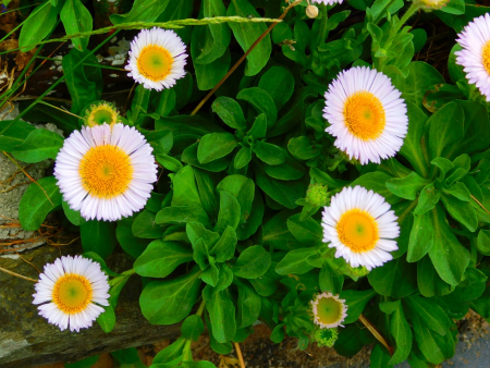 DSCN6236.jpg