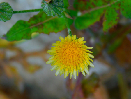 DSCN6237.jpg