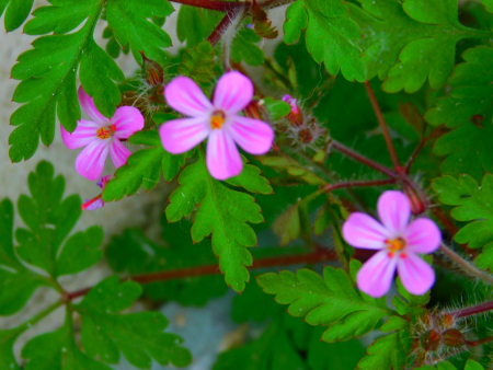DSCN6238.jpg