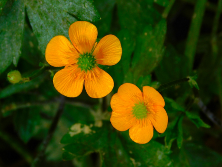 DSCN6239.jpg