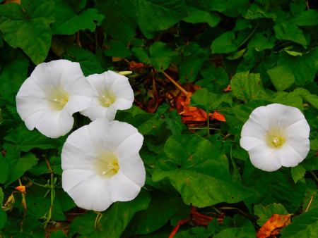 DSCN6251.jpg