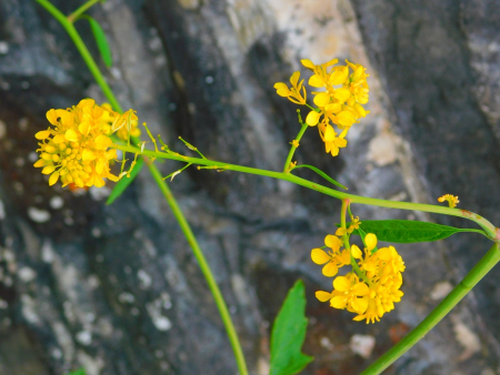 DSCN6258.jpg