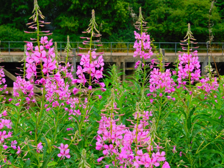 DSCN6259.jpg