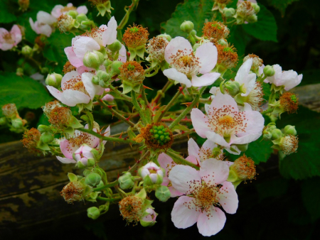 DSCN6271.jpg