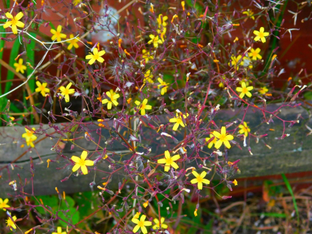 DSCN6273.jpg
