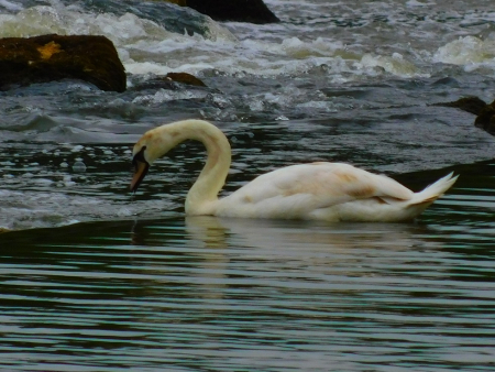 DSCN6278.jpg