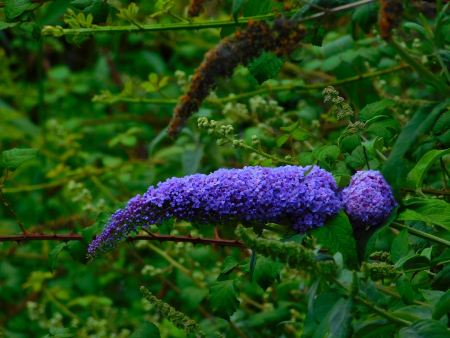 DSCN6279.jpg
