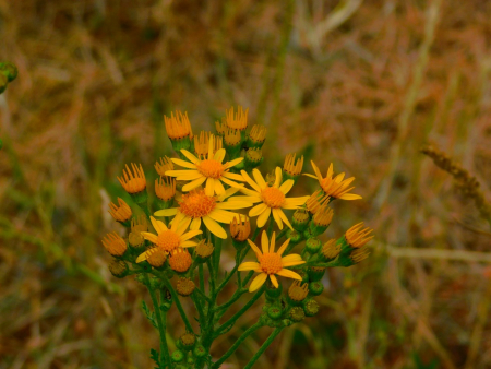 DSCN6281.jpg