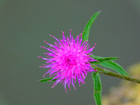 DSCN6296.jpg