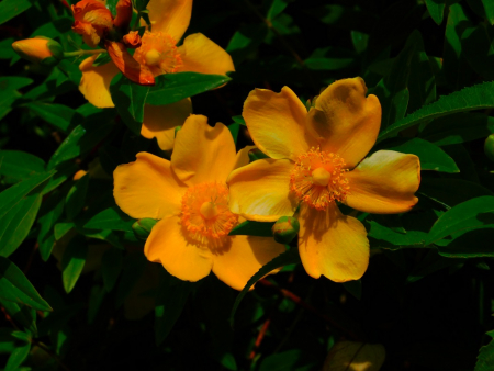 DSCN6397.jpg